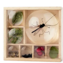 Huckleberry Bug Box