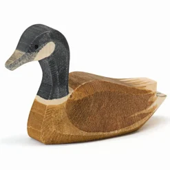 Ostheimer Canada Goose Swimming