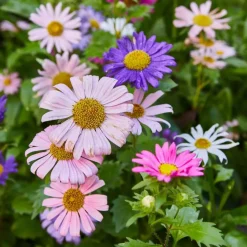 Pollinator Seed Pop