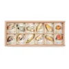 Wild: Exploration Play Set and Sorting Tray